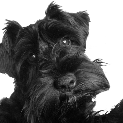 EnviroAfrica_Staff_Buddy_2